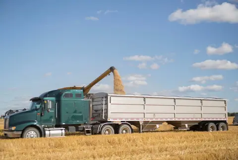 A truck getting loaded with grain in a field